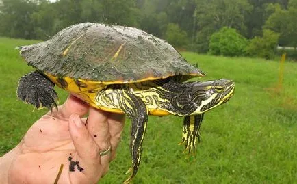 Allergia teknősök okok és a tünetek, a megelőzés (tünetek) Allergia teknősök okok és a tünetek, a megelőzés