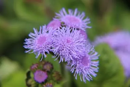 Ageratum növekvő magról, ültetés és gondozás, fotók, faj