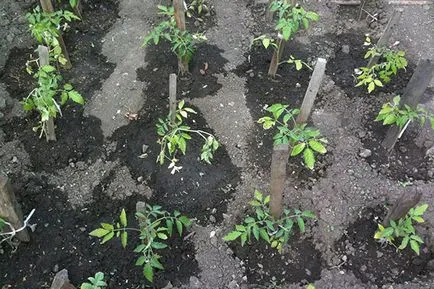 Agrotehnika növekvő paradicsom az üvegházban, fotók