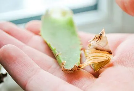 aloe vera