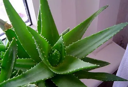 aloe vera