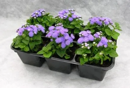 Ageratum növekvő magról, ha a növény (növekvő) Ageratum növekvő magról, ha a növény