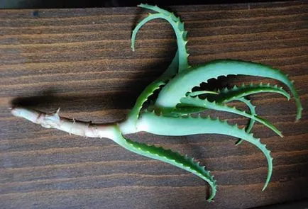 aloe vera