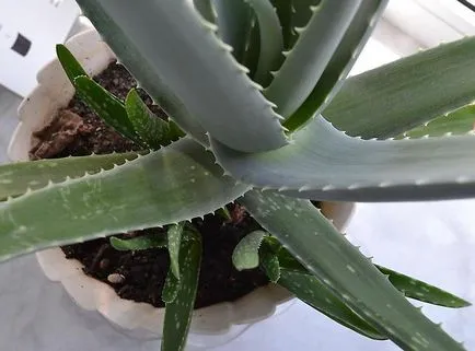Aloe vera termesztése és az otthoni ápolást az, átadása és a szaporodás növények (növekvő) Aloe vera termesztése és az otthoni ápolást az, átadása és a szaporodás növények