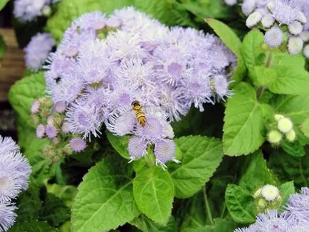 Ageratum - egyre nagyobb a mag, amikor ültetett lépésről lépésre (ageratum) Ageratum - egyre nagyobb a mag, amikor ültetett lépésről lépésre