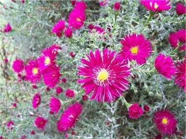Astra Alpine évelő ültetés és gondozás, fotó (ellátás) Astra Alpine évelő ültetés és gondozás, fotó