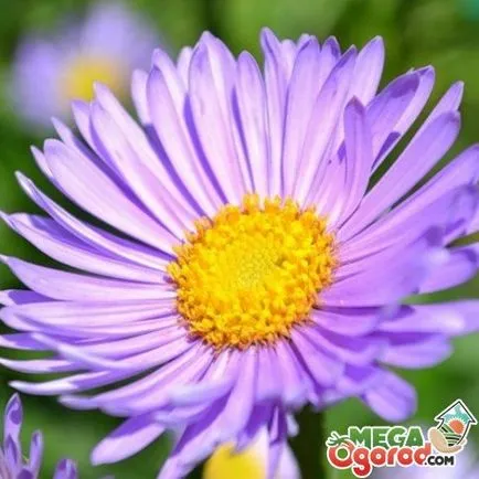 Alpine Aster növekvő magról, szabályok az ellátás és a felkészülés a téli