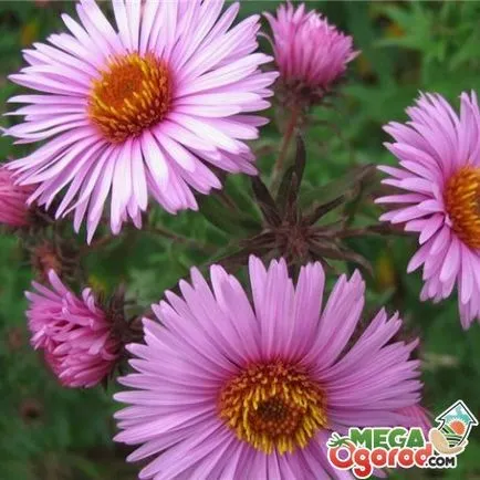 Alpine Aster növekvő magról, szabályok az ellátás és a felkészülés a téli