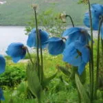 Marigolds növekszik magok, amikor elvetett palántákat nyílt terepen, és népszerű fajták fotó