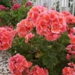 Marigolds növekvő magról ültetett nyílt terepen