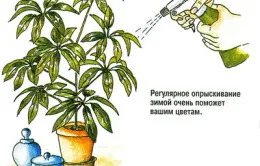Azalea elszáradt menteni
