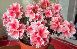 Azalea elszáradt menteni