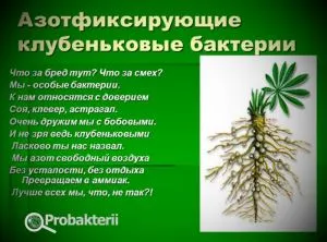 Szimbiotikus baktériumokat él az emberi szervezetben, a növények és az állatok