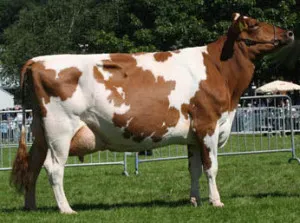 Ayrshire fajta tehenek véleménye, ár, leírás (tehén) Ayrshire fajta tehenek véleménye, ár, leírás
