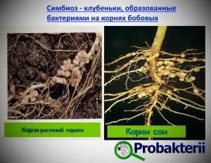 Szimbiotikus baktériumokat él az emberi szervezetben, a növények és az állatok