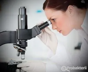 Szimbiotikus baktériumokat él az emberi szervezetben, a növények és az állatok