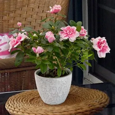 Azalea szárítani különös gondossággal menteni azálea