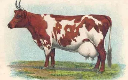 Ayrshire fajta tehén - egy remekmű a tejelő szarvasmarha (Ayrshire) Ayrshire fajta tehén - egy remekmű a tejelő szarvasmarhák