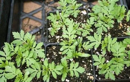 Marigolds növekvő magról ültetett nyílt terepen