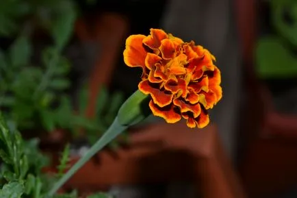 Marigold ültetés és gondozás