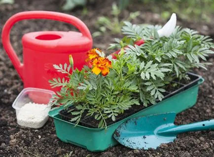 Marigold ültetés és gondozás