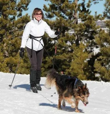 Korcs kutyákat (korcsok és meszticek) karaktert, képzés (Mixed Breed) Korcs kutyákat (korcsok és meszticek) karaktert, képzés