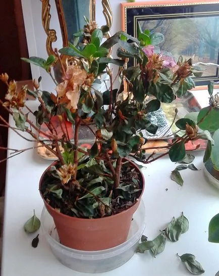 Azalea csepp levelek, mit kell tenni
