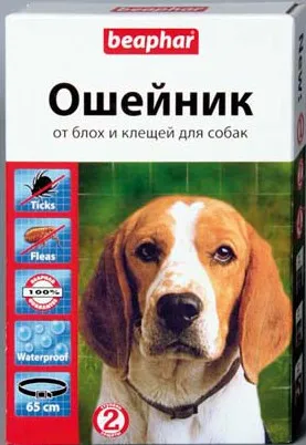A bolhák a lakásban - mit kell tenni, hogyan lehet a bolhák a lakásban (bolhák) A bolhák a lakásban - mit kell tenni, hogyan lehet a bolhák a lakásban