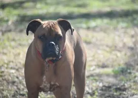 Leírás Boxer kutya fajta, kutyus ár