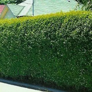 Ligustrum vulgare ültetés és gondozás