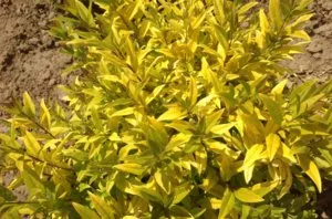 Ligustrum vulgare, ültetés és gondozás ligustrumom saját nyaraló
