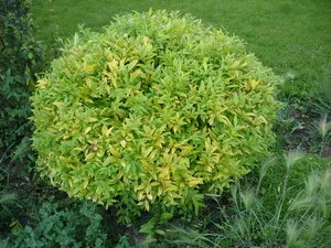 Ligustrum vulgare, ültetés és gondozás ligustrumom saját nyaraló
