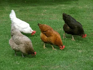 Betegségek csirkék tünetek, megelőzési és kezelési eljárások