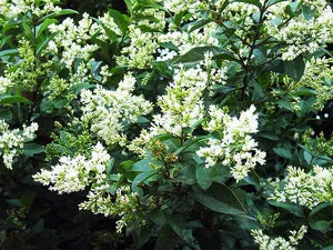 Ligustrum vulgare, ültetés és gondozás ligustrumom saját nyaraló