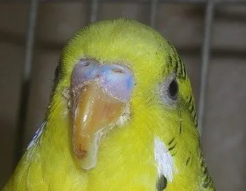 Betegségek csőr a törpepapagájok megelőzésére, kezelésére (csőr) Körömfájás járvány budgies megelőzésére, kezelésére