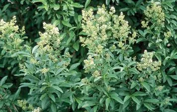 Ligustrum vulgare ültetés és gondozás