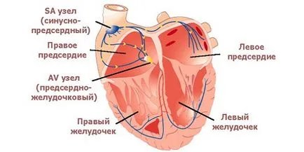 Szív blokk, mi ez, tünetei és kezelése (tünetek) Szív blokk, mi ez, tünetei és kezelése
