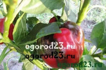 Betegségek bors - kezelés, okai, a gyógyszerek és harci eszköz (küzdelem) Betegségek bors - kezelésére, okozza, és az a mód, hogy a kábítószer elleni küzdelmet