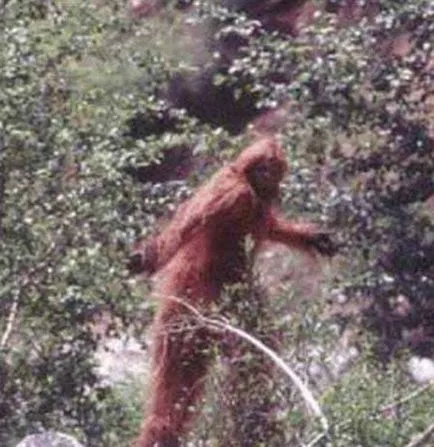 Bigfoot - mítosz vagy valóság - tények tenger (Sea tények) Bigfoot - mítosz vagy valóság - Sea tények