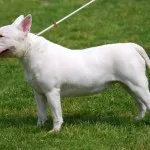 Bull Terrier kutya fajta jellemzője az ellátás színvonalát és kisállat fotók