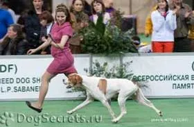 Kezelése kutya és kutyavezető szakma (kiállítás) Kezelés a kutyák és a felvezető szakma
