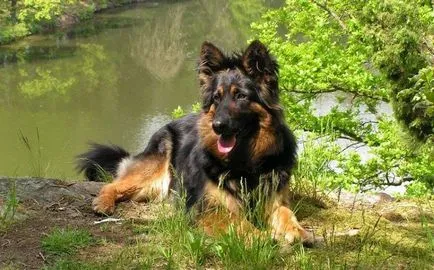 Chodsko kutyafajta történelem, megjelenés, karbantartás és gondozás (fotó) (Bohemian Shepherd) Chodsko kutyafajta történelem, megjelenés, karbantartás és gondozás (fotó)