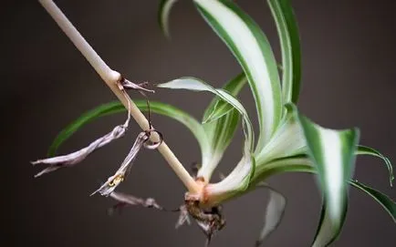 Chlorophytum ellátás, fotók virágok, egyre nagyobb a víz pot, terjedését rozetták (a gyerekek), valamint