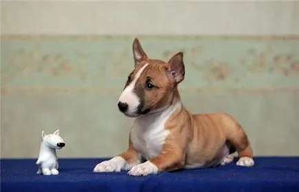 Bull Terrier kutya fajta jellemzője az ellátás színvonalát és kisállat fotók