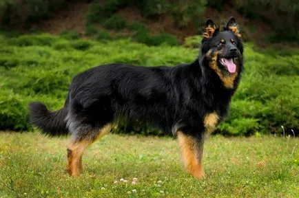 Chodsko kutyafajta történelem, megjelenés, karbantartás és gondozás (fotó) (Bohemian Shepherd) Chodsko kutyafajta történelem, megjelenés, karbantartás és gondozás (fotó)