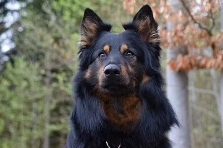 Chodsko kutyafajta történelem, megjelenés, karbantartás és gondozás (fotó) (Chodsko) Chodsko kutyafajta történelem, megjelenés, karbantartás és gondozás (fotó)