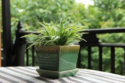 Chlorophytum ellátás, fotók virágok, egyre nagyobb a víz pot, terjedését rozetták (a gyerekek), valamint