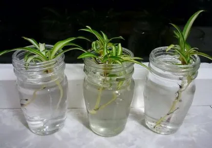 Chlorophytum ellátás, fotók virágok, egyre nagyobb a víz pot, terjedését rozetták (a gyerekek), valamint