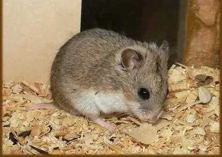 Törpe jellegzetes sziklák és aranyhörcsög Roborovsky (Roborovsky) jellemző fajok törpe hörcsögök Roborovski és a kínai