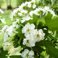 Hawthorn hasznos tulajdonságokat és ellenjavallatok